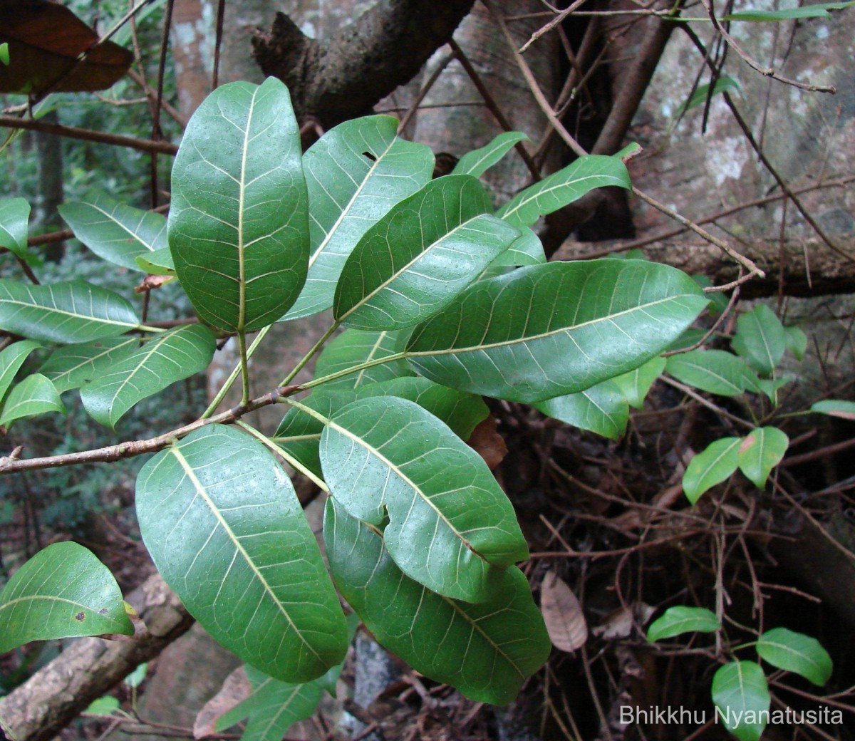 Ficus tsjakela Burm.f.